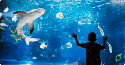 Child in Aquarium of Western Australia